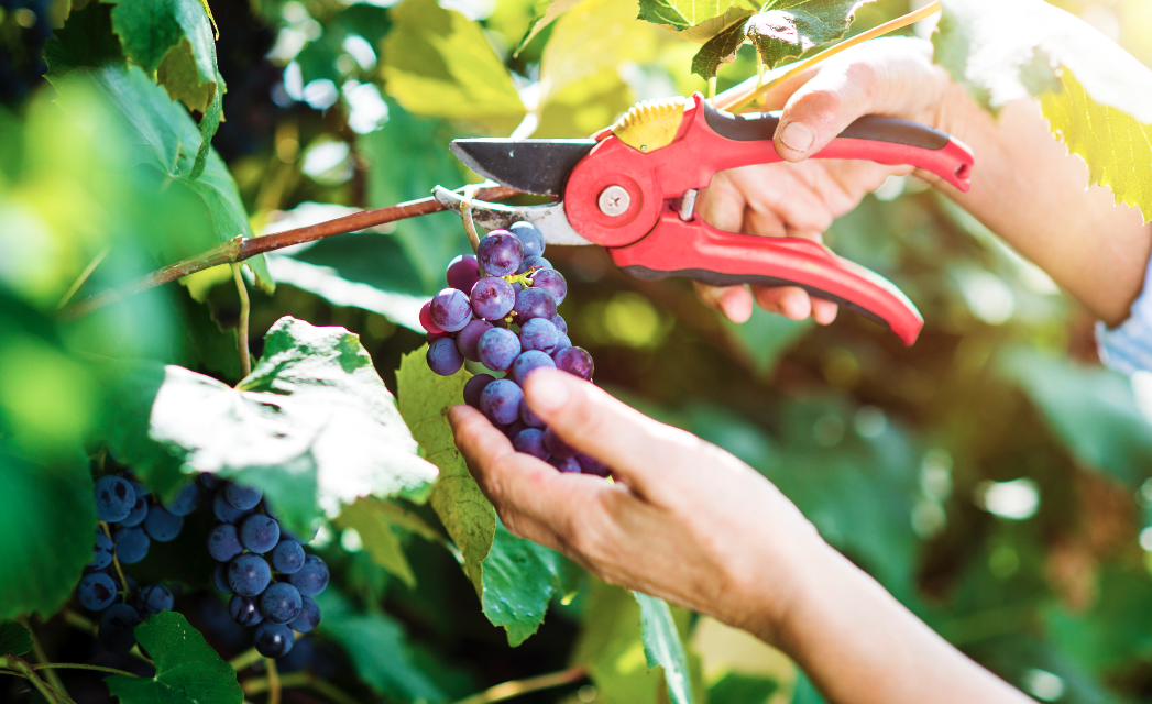 How A Wine Grape’s Coloring Reveals its Tasty Secrets