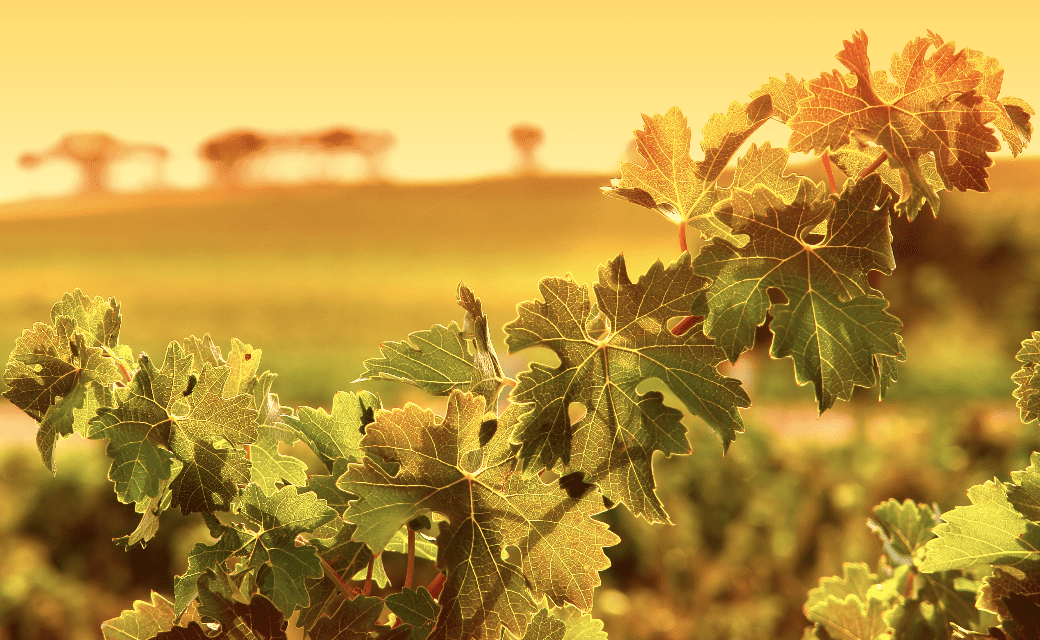 Why Sonoma turned so Green? Shocker from Shifting Tourism from Wine to Environmental