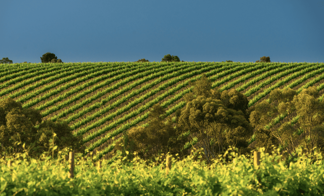 Big Money for Napa Wine Preservation, Education: 12th Annual Harvest Stomp Raises Record-Breaking $2+ Million for Napa Valley Grapegrowers and Napa Valley Farmworker Foundation
