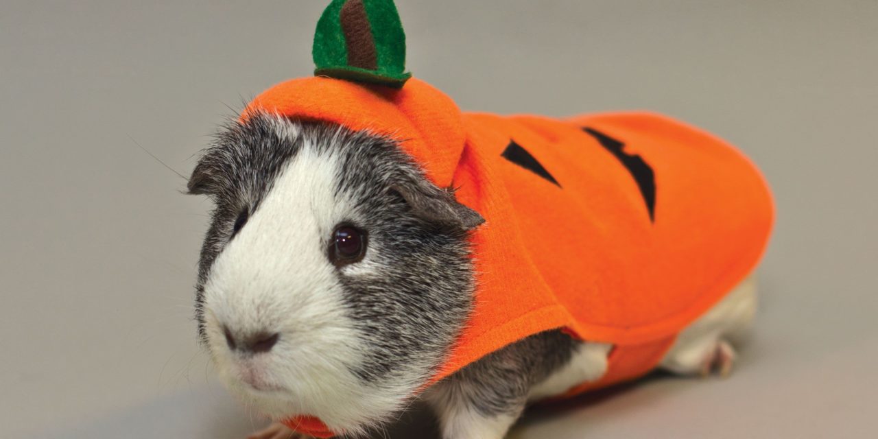 Halloween: PetSmart unveils Halloween collection featuring adorable pet costumes