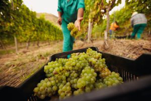 Sonoma-vineyard-harvest-daily-ovation