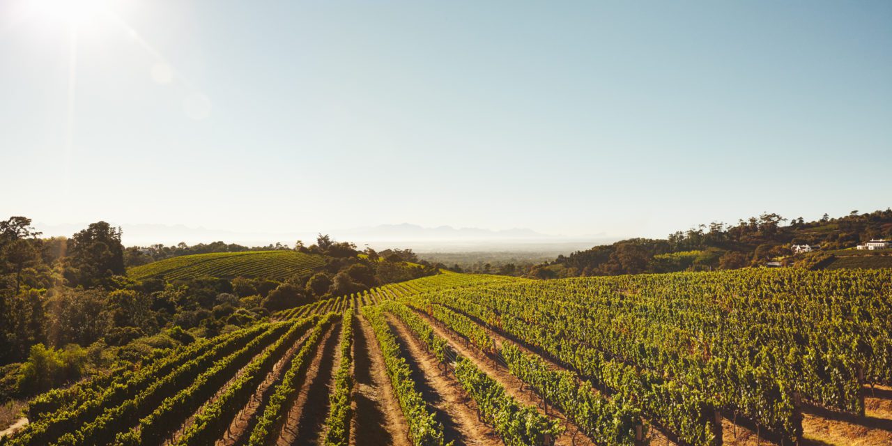 2019 Winegrape Harvest Begins in Sonoma County; Dutcher Crossing, Gloria Ferrer, Iron Horse