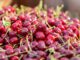 northwest-cherry