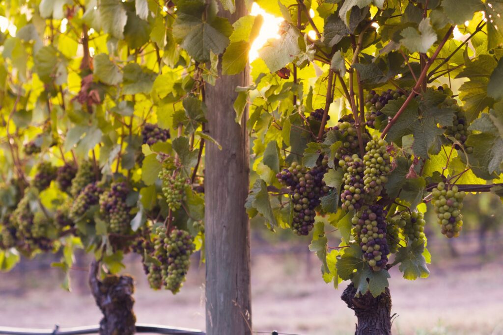 Oregon's Willamette Valley Wine Region