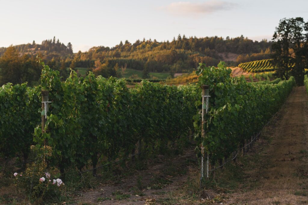 Oregon's Willamette Valley Wine Region