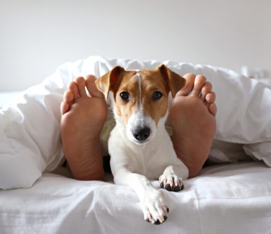 Expedia Pup Travel
