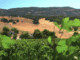 judgement-napa-wines