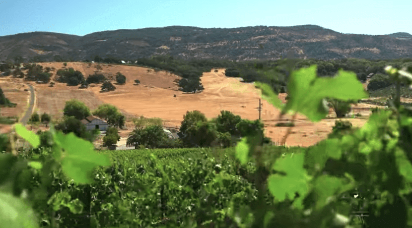 Judgment of Napa — Cultured Vine