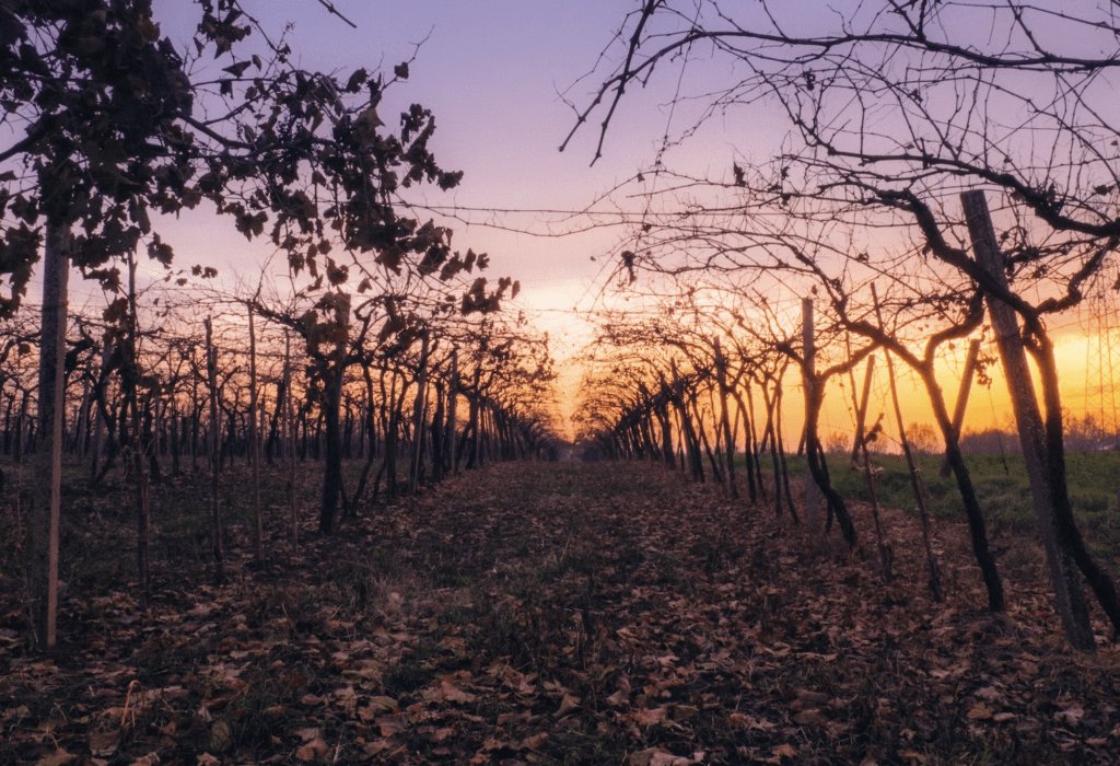 Italian Wine Ambassador Susannah Gold shares Oltrepo Pavese wines