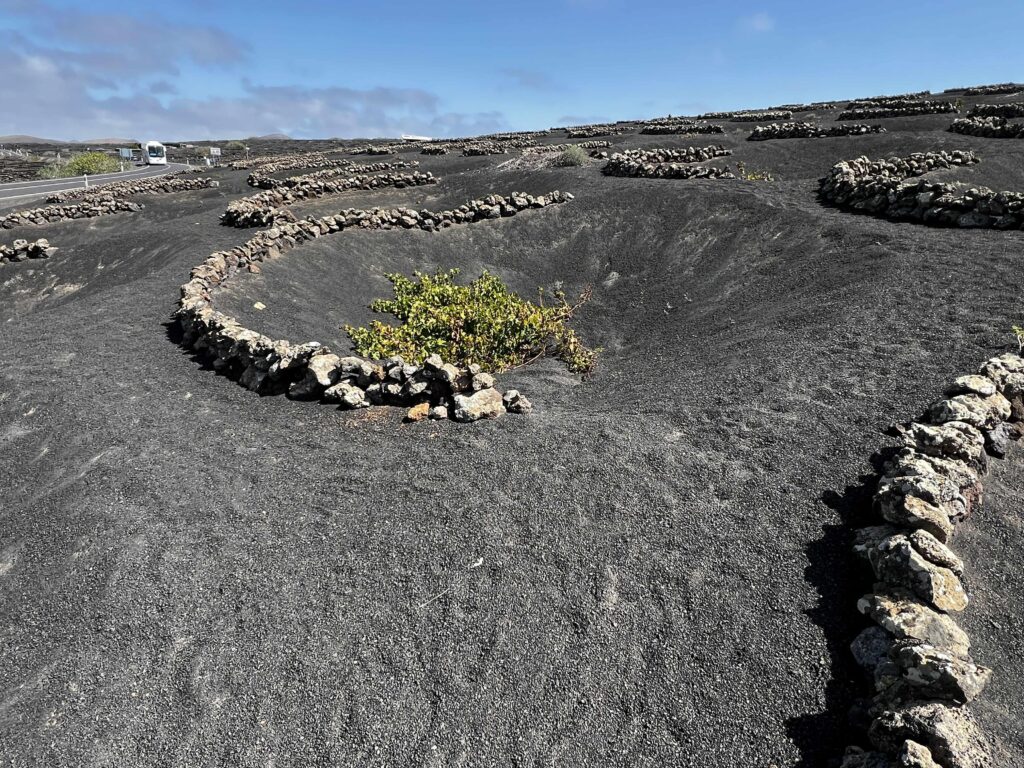 A wisp of a vine laying on the ground in dark sandy volcanic soil