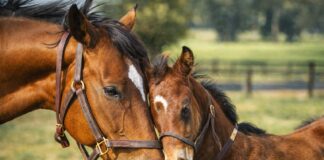 The Jockey Club's 2026 Mare Incentive Program