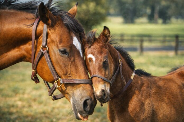 The Jockey Club's 2026 Mare Incentive Program