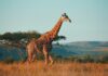 South Africa’s AI Travel Assistant Siyanda Makes Planning Your Dream Safari Ridiculously Easy Siyanda, South Africa's new AI travel assistant, helps North American travelers plan safaris, wine tours, and adventures.
