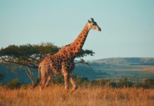 South Africa’s AI Travel Assistant Siyanda Makes Planning Your Dream Safari Ridiculously Easy Siyanda, South Africa's new AI travel assistant, helps North American travelers plan safaris, wine tours, and adventures.