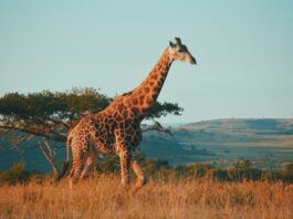 Siyanda, South Africa's new AI travel assistant, helps North American travelers plan safaris, wine tours, and adventures.