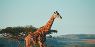 South Africa’s AI Travel Assistant Siyanda Makes Planning Your Dream Safari Ridiculously Easy Siyanda, South Africa's new AI travel assistant, helps North American travelers plan safaris, wine tours, and adventures.