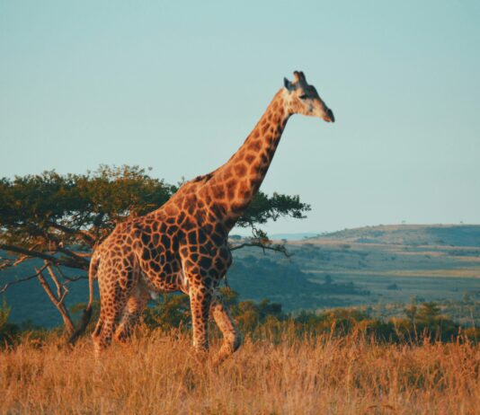 Siyanda, South Africa's new AI travel assistant, helps North American travelers plan safaris, wine tours, and adventures.