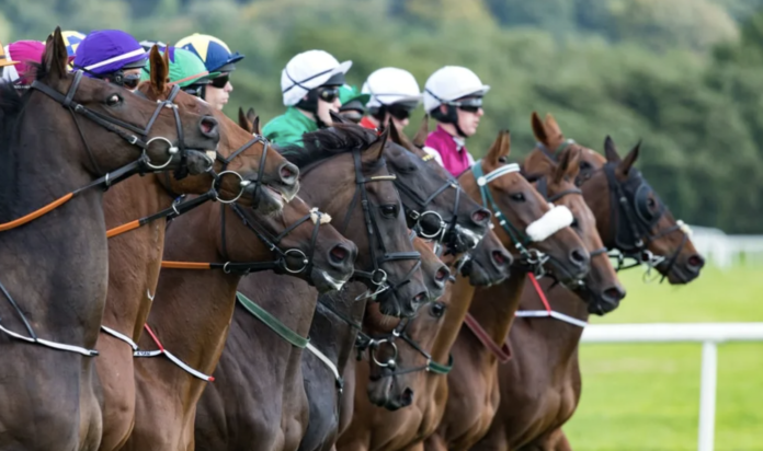Edward Enborg and Mark McGuire won qualifying berths to the 2026 National Horseplayers Championship in Las Vegas